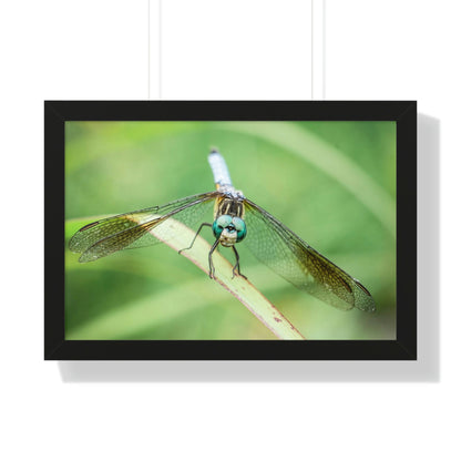 Macro Dragonfly Eyes Framed Matte Print