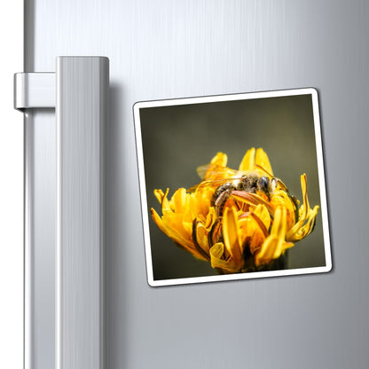 Macro Bee Pollinating Dandelion Magnet