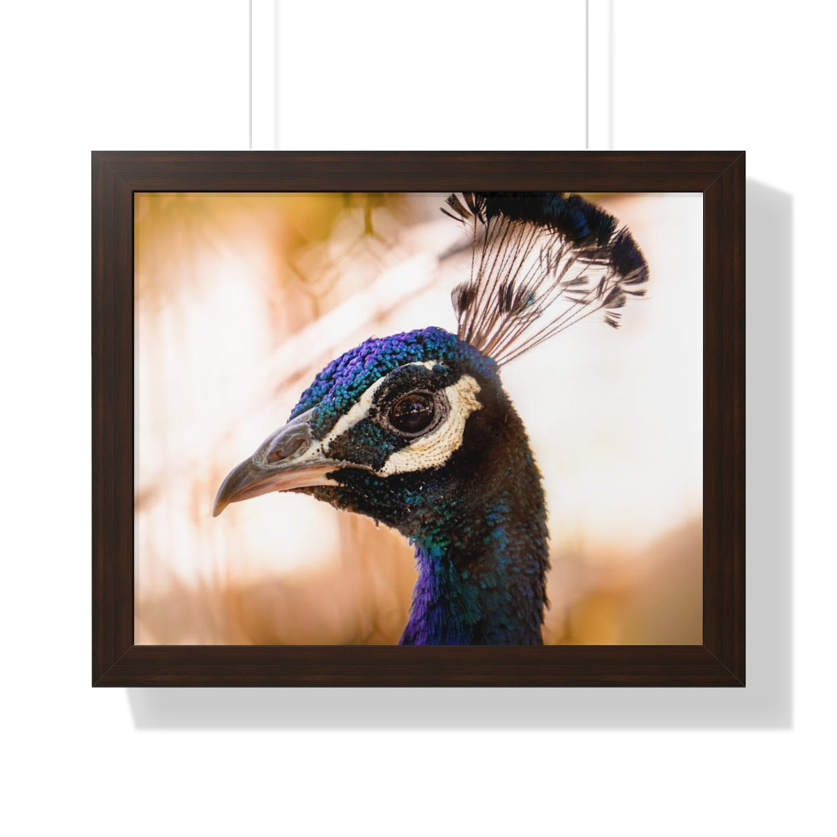 Peculiar Peacock Framed Matte Print