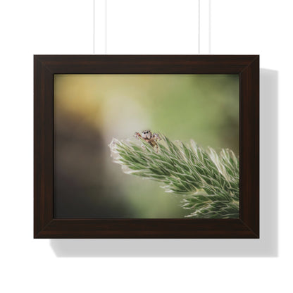 Jumping Spider in Macro Framed Matte Print