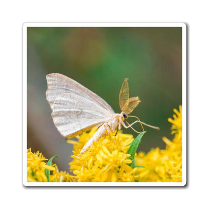 Curious Moth Magnet