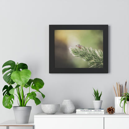 Jumping Spider in Macro Framed Matte Print