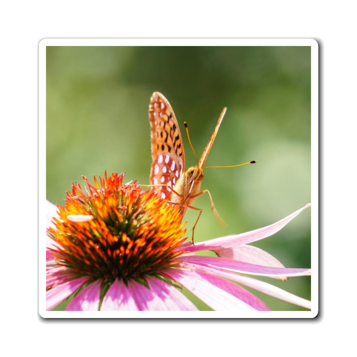 Butterfly Stare Down Magnet