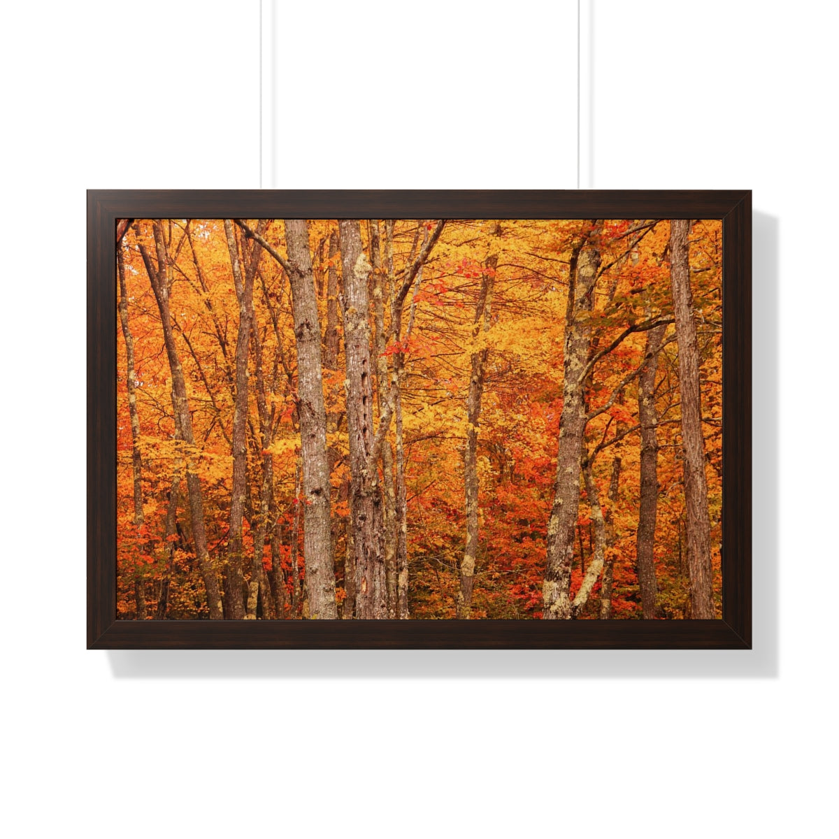 Forest of Autumn Colors Framed Matte Print