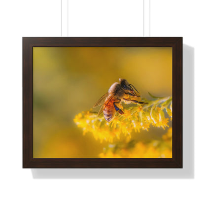 Golden Honey Bee Framed Matte Print