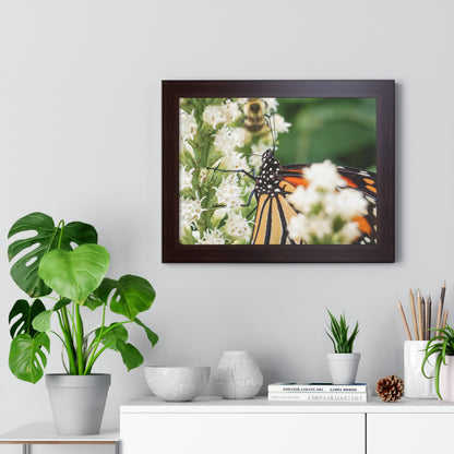 A Monarch Butterfly In Waiting Framed Matte Print