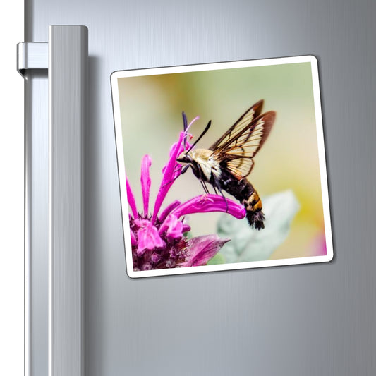 Hummingbird Moth Pollinates Flowers Magnet
