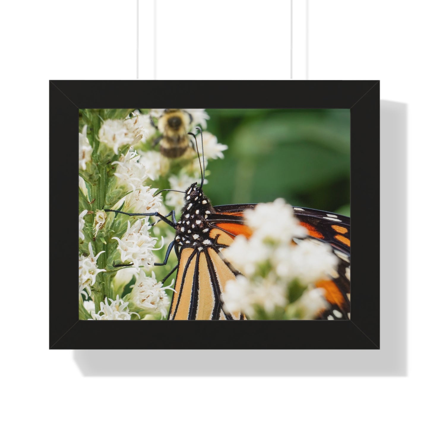 A Monarch Butterfly In Waiting Framed Matte Print