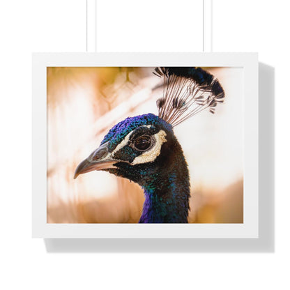 Peculiar Peacock Framed Matte Print