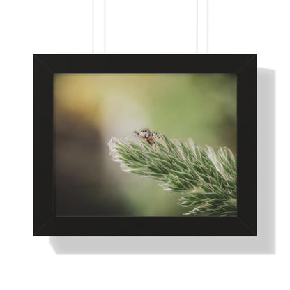 Jumping Spider in Macro Framed Matte Print