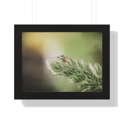 Jumping Spider in Macro Framed Matte Print