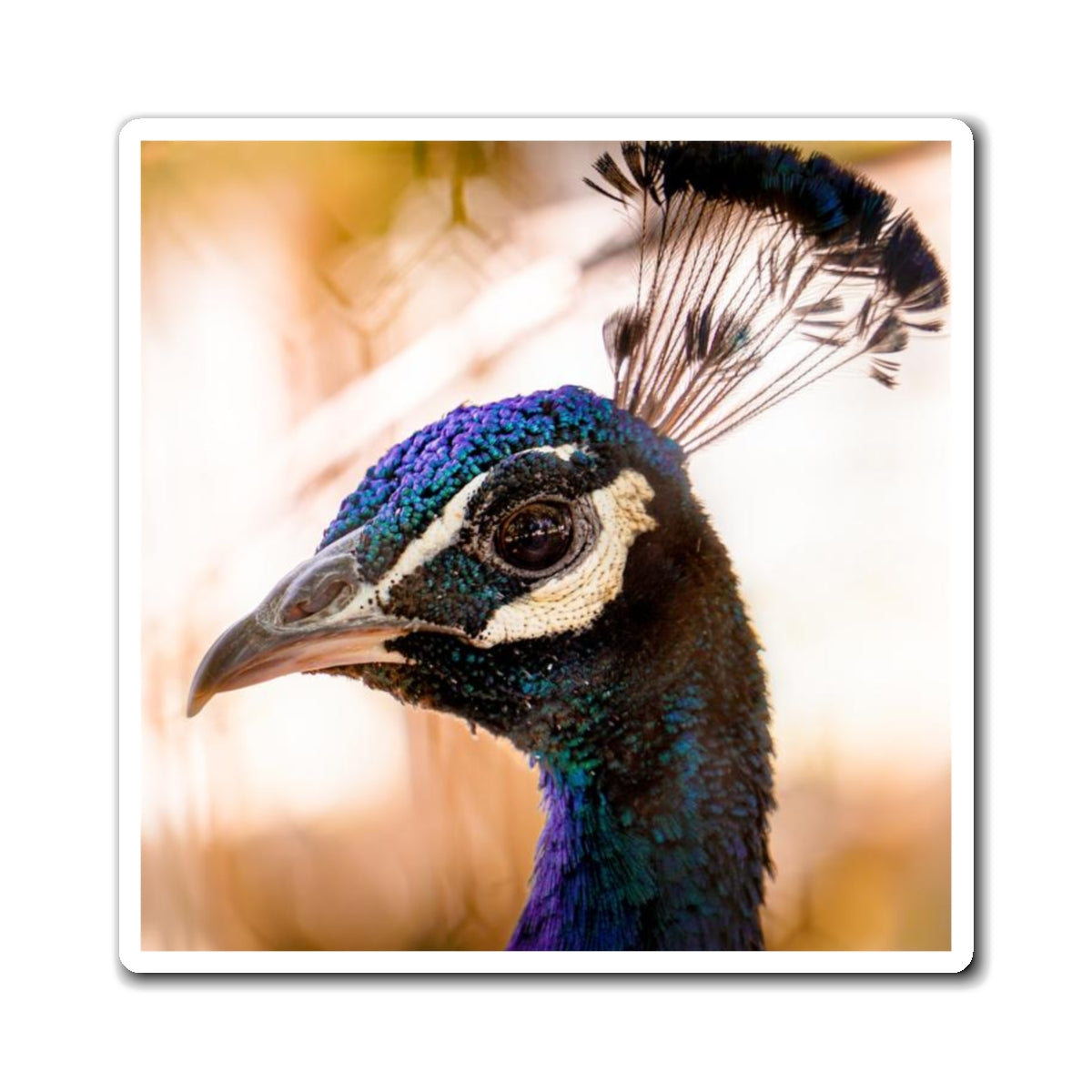 Peculiar Peacock Magnet